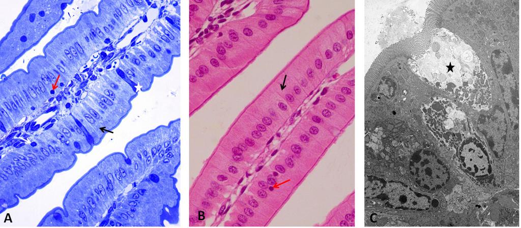 298 Sistema digestório: integração básico-clínica Os enterócitos (Figura 12.20) ou células absortivas são as células mais abundantes no epitélio intestinal.