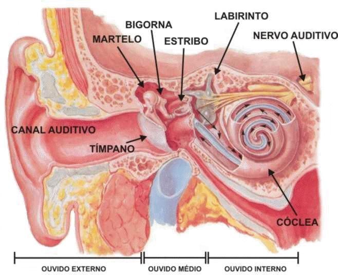 Tipos de surdez 4 Surdez de condução (ou de transmissão): é causada por um bloqueio na transmissão dos sons através do ouvido externo ou do ouvido médio.