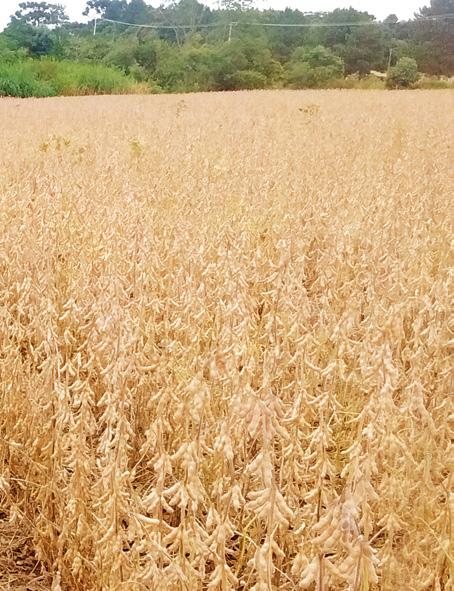 O coordenador técnico de soja da Fundação Meridional, Marcio Gomes de Souza, reforça que a cultivar alia precocidade e produtividade, com resistência ao acamamento, adaptando-se de forma especial às