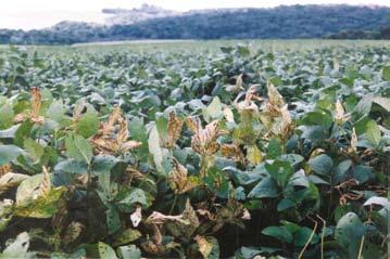 Folhas de soja com sintomas de ferrugem Grupo de plantas de soja com folhas carijós, causadas por podridão vermelha da raiz poderão ocorrer sérios problemas na emergência.