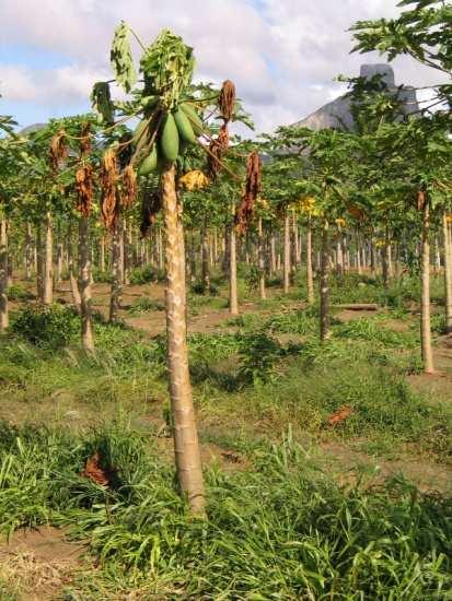 Como a distribuição dessa doença se apresenta em reboleiras, mesmo não encontrando sintomas na planta visitada, o Inspetor Fitossanitário (pragueiro) deve estar alerta para observar plantas com os