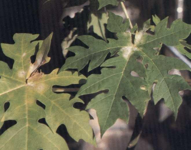 Com esta mesma denominação a doença é relatada como sendo causada por Ovulariopsis papayae.