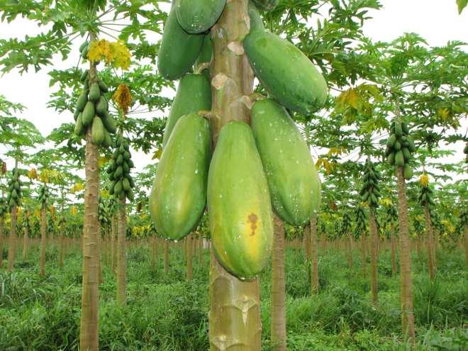 É causada por um fungo do gênero Colletotrichum, afetando os frutos no início do aparecimento da maturação, diferindo dos sintomas de antracnose, que aparece nos frutos maduros.