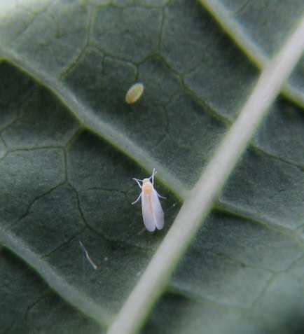 A sua importância é maior quando a espécie é Bemisia argentifolii, citada como transmissora da meleira do mamoeiro, doença virótica causada pelo papaya meleira