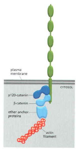 Adesões Celulares Adesão célula célula Cadeirinas.