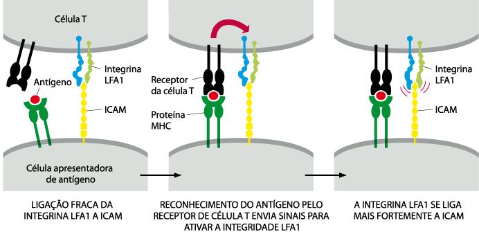 Adesões celulares Integrinas Ativação da integrina durante o