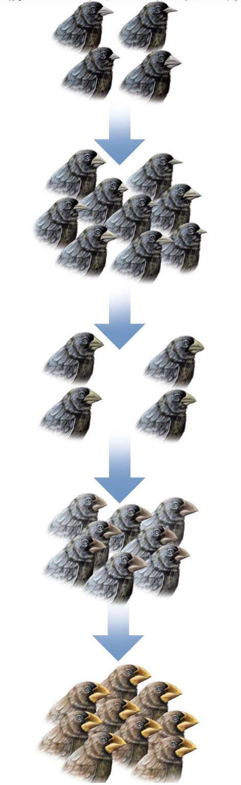 Segundo Darwin os indivíduos de uma espécie apresentam variações; Caso alguma destas variações seja adaptativa, este indivíduo pode ter um maior sucesso reprodutivo; Ao longo do tempo tal