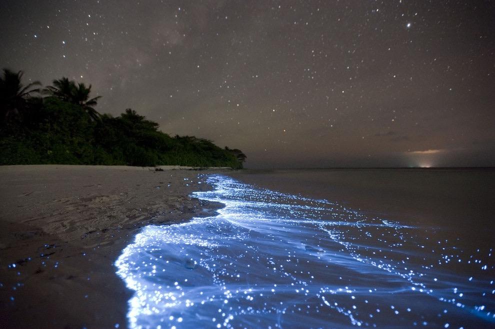 PYRROPHYTA Evento de bioluminescência