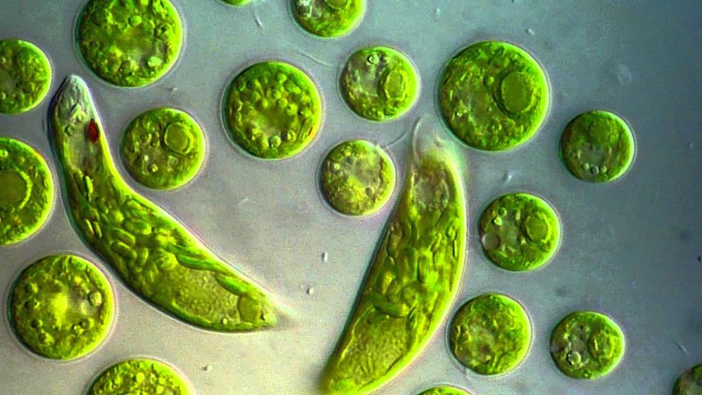 EUGLENOPHYTA Euglenóides Euglenóides e suas adaptações em