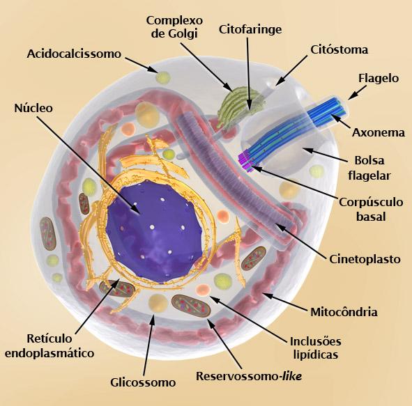 Esquema de Trypanossoma sp.