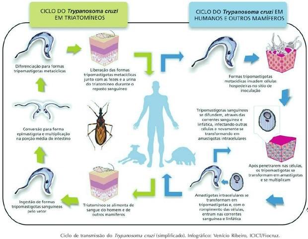 CICLOS DE VIDA Esquematização do ciclo de vida em T. cruzi.