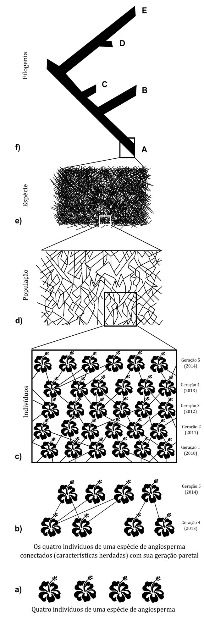 ancestralidade comum como elemento ordenador da diversidade e passa a contar com uma base metodológica mais clara, objetiva e definida.