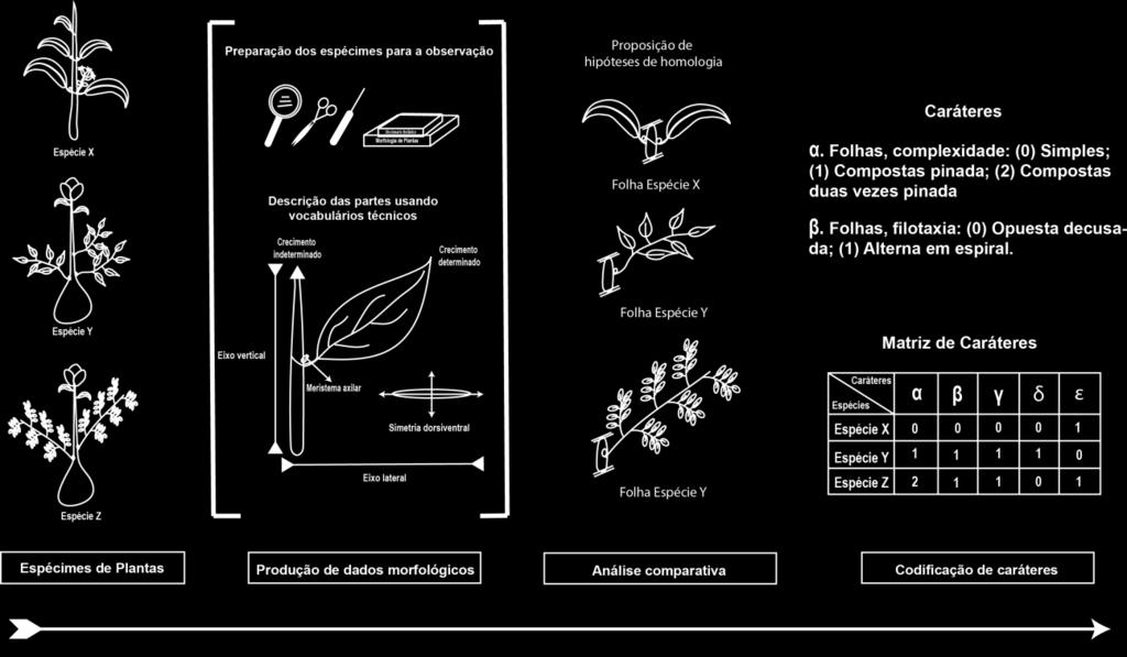 O uso de vocabulários técnicos botânicos e o seu exame crítico são fundamentais para potencializar a produção de caráteres morfológicos com sinal filogenético. Figura de Frazão et al. (2016).