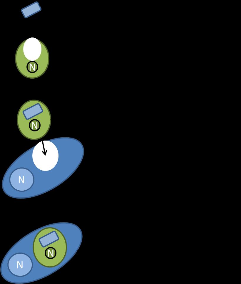 Figura 3. Representação do processo de endossimbiose secundária. Referências Charrier, B., Bail, A., Reviers, B. (2012).