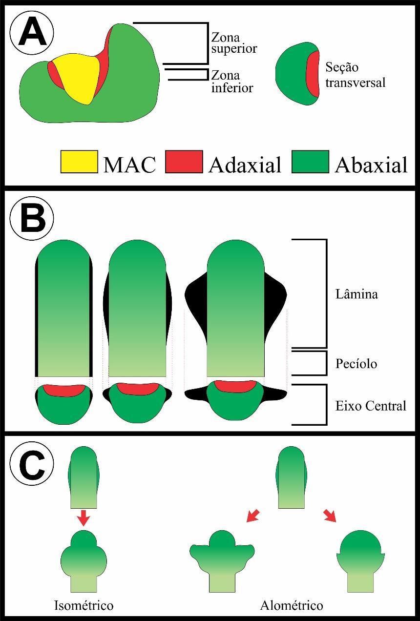 morfogênese, diferente dos meristemas apicais os quais são capazes de exercer organogênese. Figura 3. Ilustração das três fases da morfogênese foliar. A, iniciação da folha.