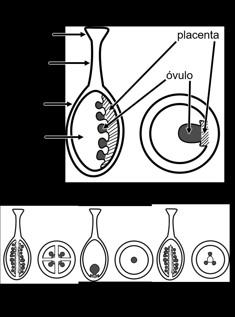 De acordo com a localização dos óvulos em relação à parede do ovário, tem-se a placentação, cujos principais tipos são: axilar (que se encontra na margem da folha carpelar, quando o ovário é
