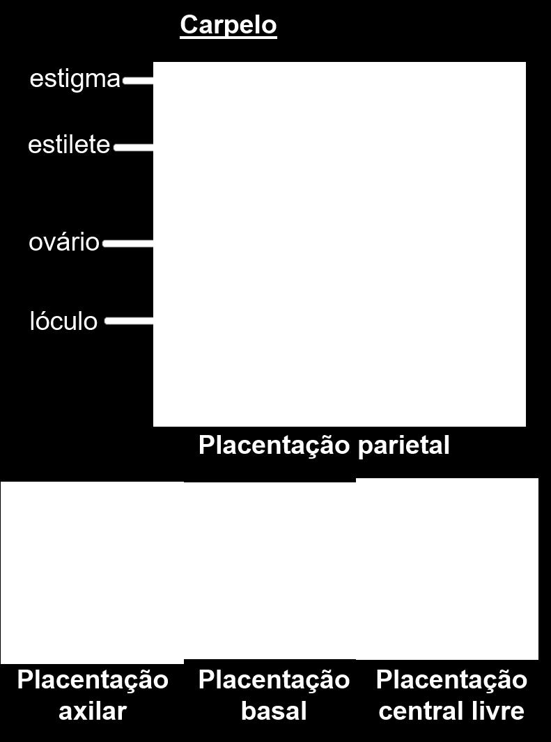 central do lóculo) ou basal (na porção basal do ovário, quando este é unicarpelar) (Figura 4). Figura 4: Esquema da morfologia de um carpelo e diferentes tipos de placentação.