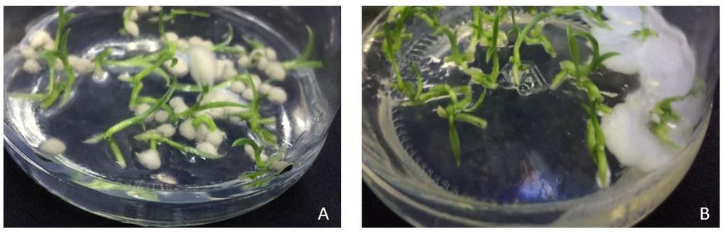 Figura 1. Clonagem a partir de explantes de segmentos caulinares de Catasetum fimbriatum (Orchidaceae) em meio de cultivo Vacin e Went (1949). A. Contaminação por fungos; B.