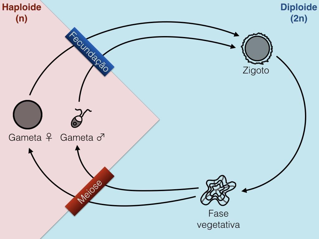 Figura 1. Histórico de vida incluindo meiose gamética. As fases representadas no fundo rosa são haploides (n), enquanto as fases representadas no fundo azul são diploides (2n).