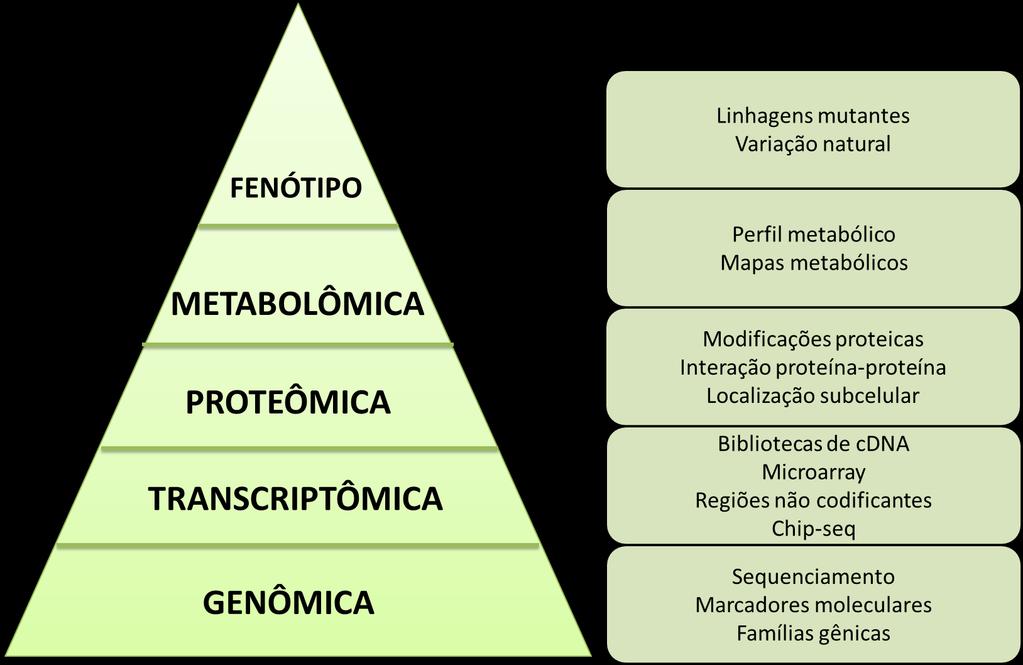 funcional a fim de elucidar as funções de cada gene transcrito e traduzido pelo organismo. Figura 3. Esquema ômica que visa elucidar a relação genótipo x fenótipo.
