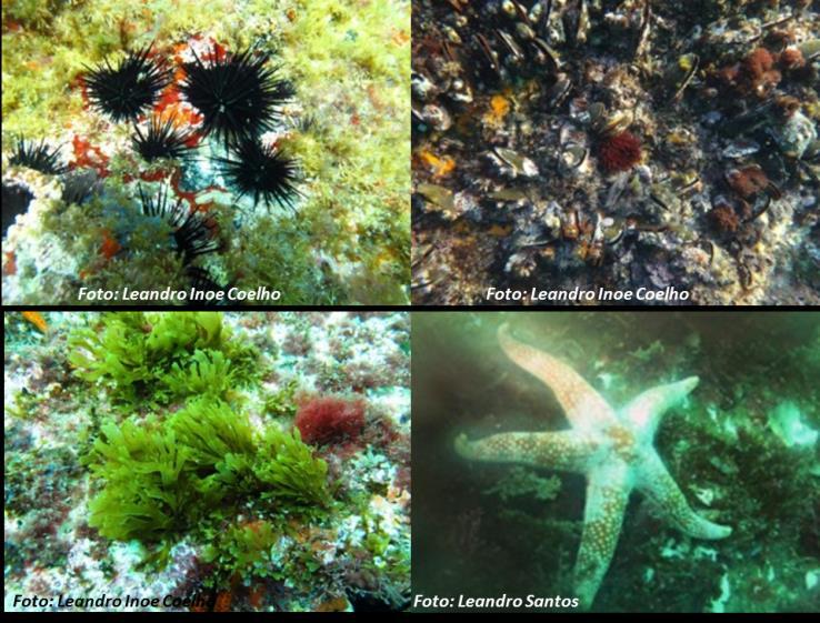 Além disso, existe uma grande diversidade de habitats marinhos e costeiros, resultando em um grande mosaico de diferentes tipos de ambientes.