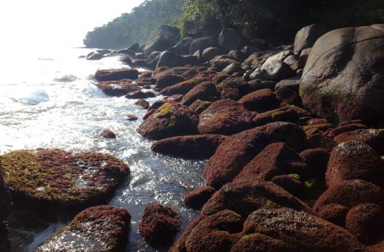 Ubatuba, SP. piscinas naturais.