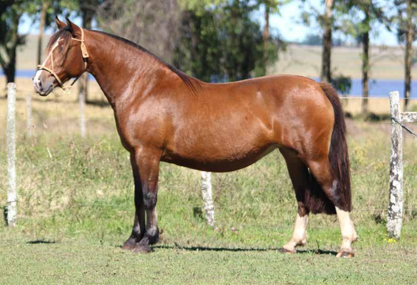 TAÑIDO REDOBLADO MANANERO MULTADA Importada da Argentina. Seu pai é chileno puro, onde encontramos Jalea Real e a grande Lloroja. Sua mãe é irmã de Vingador do Purunã em linha materna Redoblado.