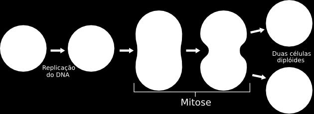 Mitose: Processo de divisão celular onde uma célula origina duas células idênticas.