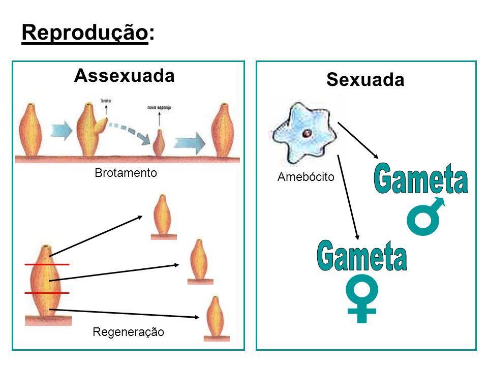 REPRODUÇÃO DOS SERES VIVOS E REPRODUÇÃO CELULAR Reprodução dos seres vivos: é o processo pelo qual se torna possível a continuidade das espécies. Esta pode ser assexuada ou sexuada.