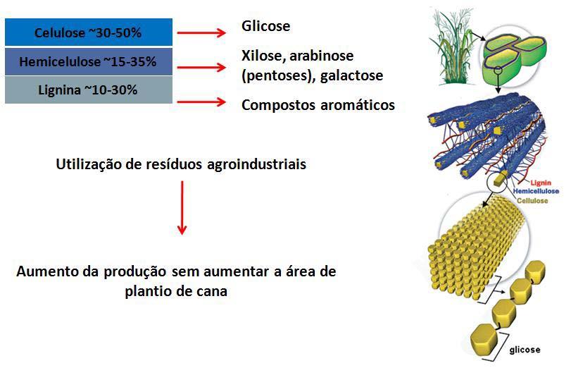 Biomassa