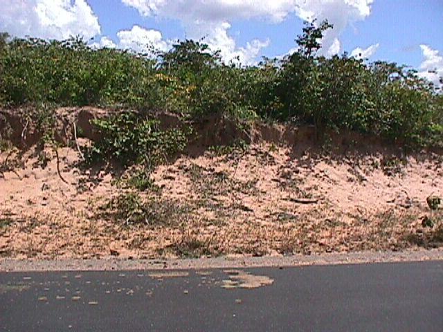 Plano, abaulado Neossolos Quartzarênicos (Areias Quartzosas Marinhas).