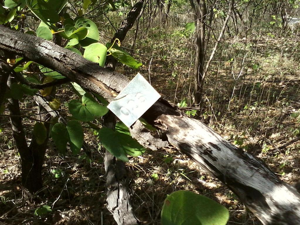 CABRAL, G. A. L. Fitossociologia em Diferentes Estádios Sucessionais de Caatinga... 43 Figura 6. Indivíduo morto numerado e identificado. Fazenda Tamanduá, Santa Terezinha, Paraíba. Abril / 2012.