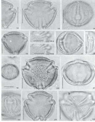 Núm. 7:33-54 Mayo 1998 Figuras 12-24. Grãos de pólen de Tontelea corymbosa. Vista polar: (12) corte óptico. (13-14). T. cylindrocarpa.