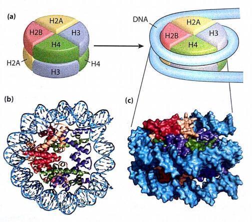 22 NUCLEOSSOMOS Cada nucleossomo contém 8 moléculas de histonas, duas cópias de