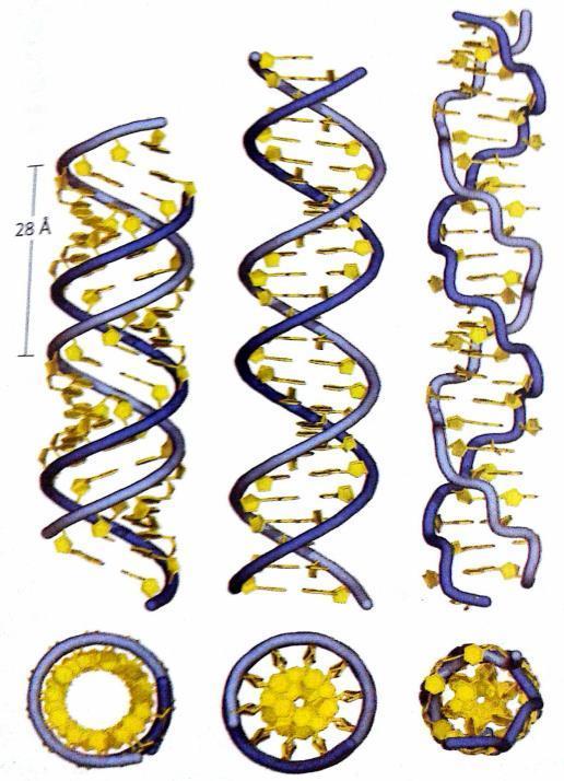 7 Forma A Forma B Forma Z Figura 5: Estruturas das