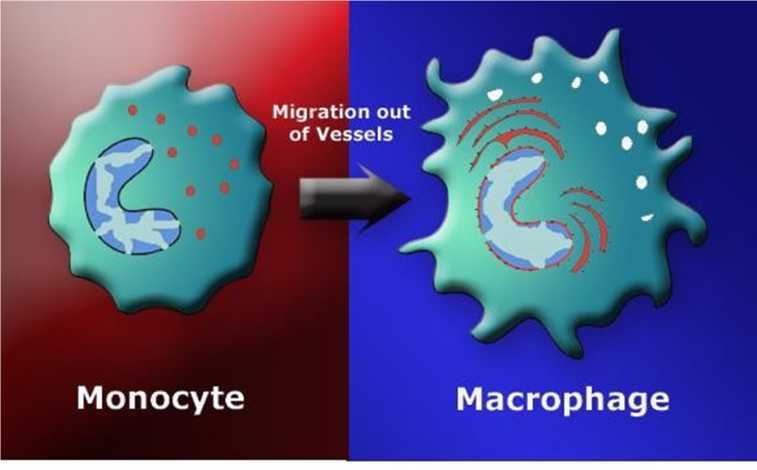 Monócitos migram fisiologicamente para o tecido conjuntivo, onde se