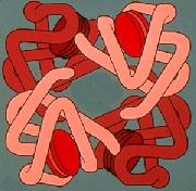 Hemoglobina 4 cadeias de globina 4 grupos heme
