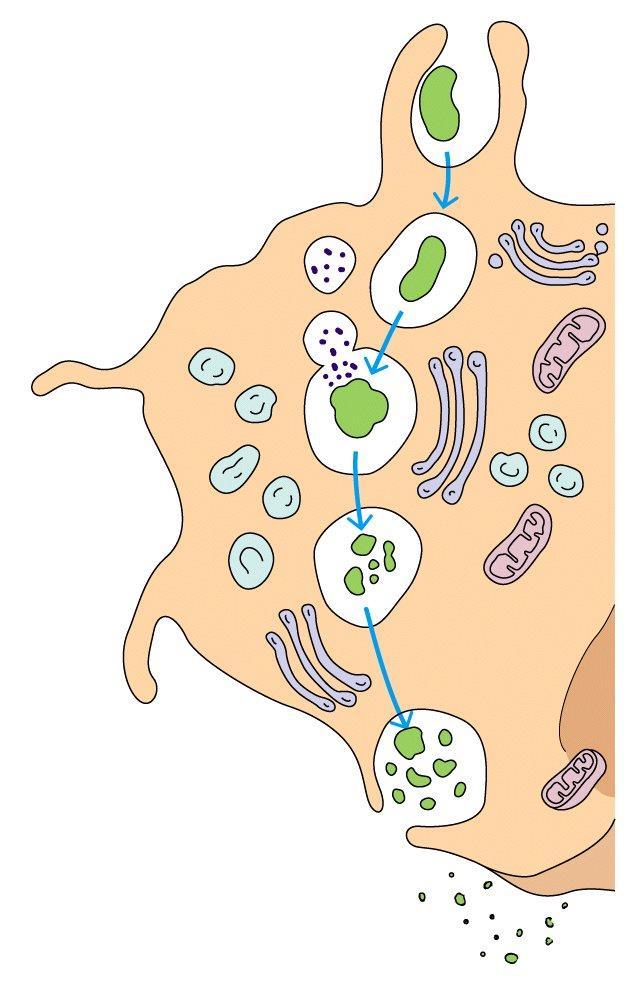 Passos da fagocitose e destruição de uma bactéria pelo neutrófilo Bactéria envolvida por pseudópodes Formação do