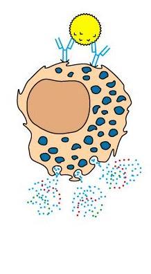 Grânulos de basófilos e mastócitos Contêm enzimas, heparina, histamina Desgranulação: antígeno reconhecido por moléculas