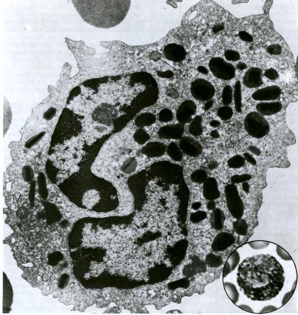 Eosinófilo: eletromicrografia Núcleo lobulado Heterocromatina na periferia Eucromatina no centro Citoplasma com grânulos 1ários, azurófilos, lisossomos Ocorrem em todos os leucócitos Contêm: