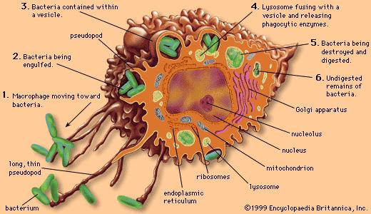 Como a bactéria fagocitada é destruída no interior do macrófago? 3. Bactéria contida no interior do fagossomo 4.