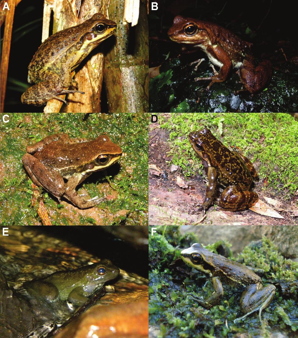New records and geographic distribution of Hylodes meridionalis in Brazil 399 Figure 2.