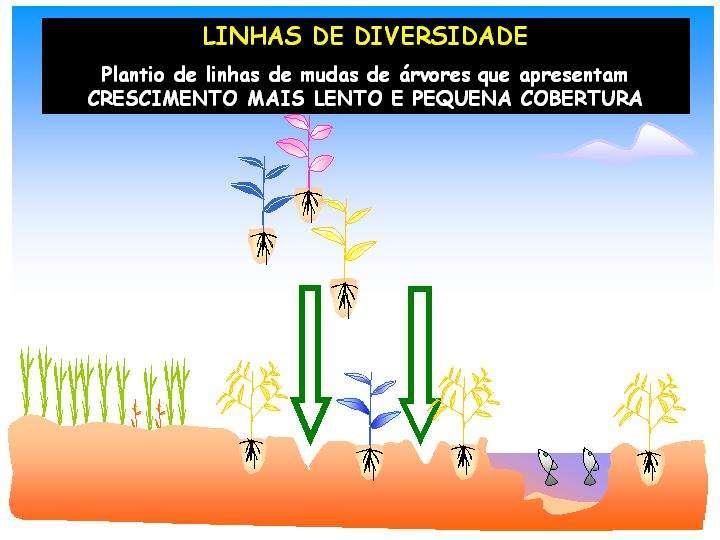 Espécies que não apresentam essas características: