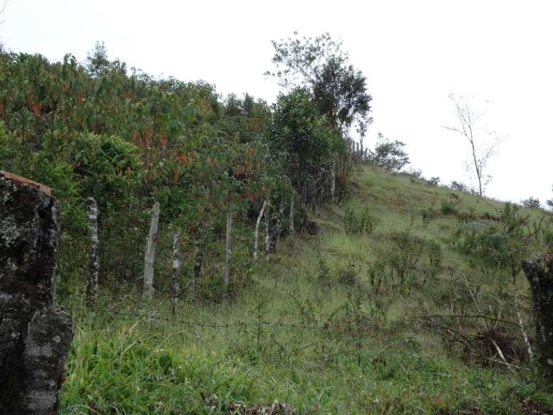 Áreas de Pasto com 12 meses de