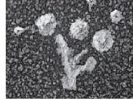 cromossomas Usa os microtúbulos 