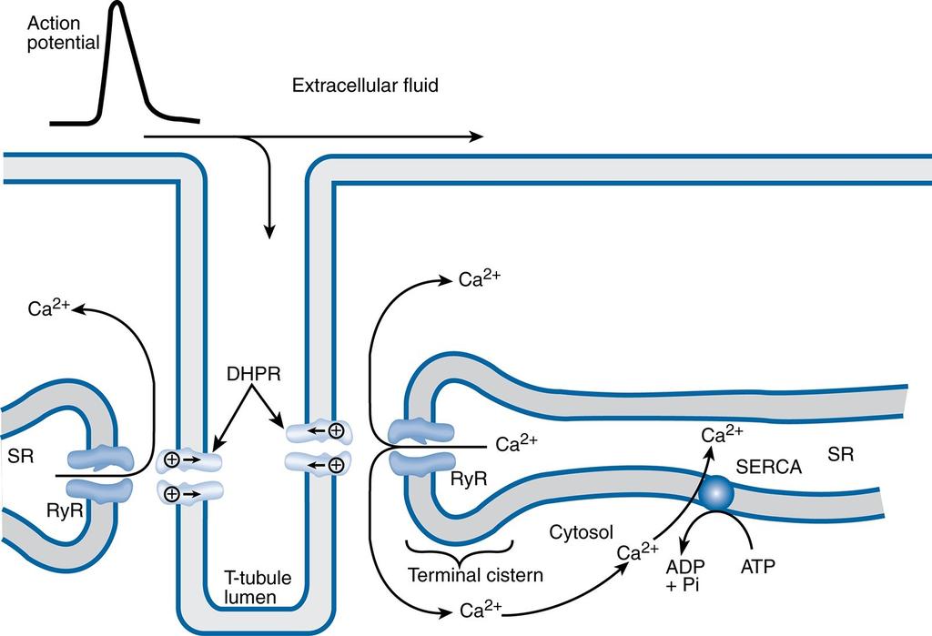 A Ca-ATPase reticular (SERCA) retorna o