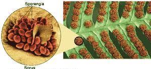 Briófitas -reúne os musgos, hepáticas e