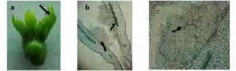 indireta (seta da direita); b - Detalhe dos maristemóides; c - corte anatômico de meristemóide evidenciando ausência de vascularização desenvolvida.