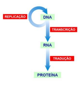 FACULDADE EDUCACIONAL DE MEDIANEIRA DOGMA DA BIOLOGIA MOLECULAR NÚCLEO Profª. Dra. Patrícia Bellon.