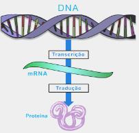 Processo pelo qual a informação genética transcrita em RNAm é decodificada em proteína, a partir de um código